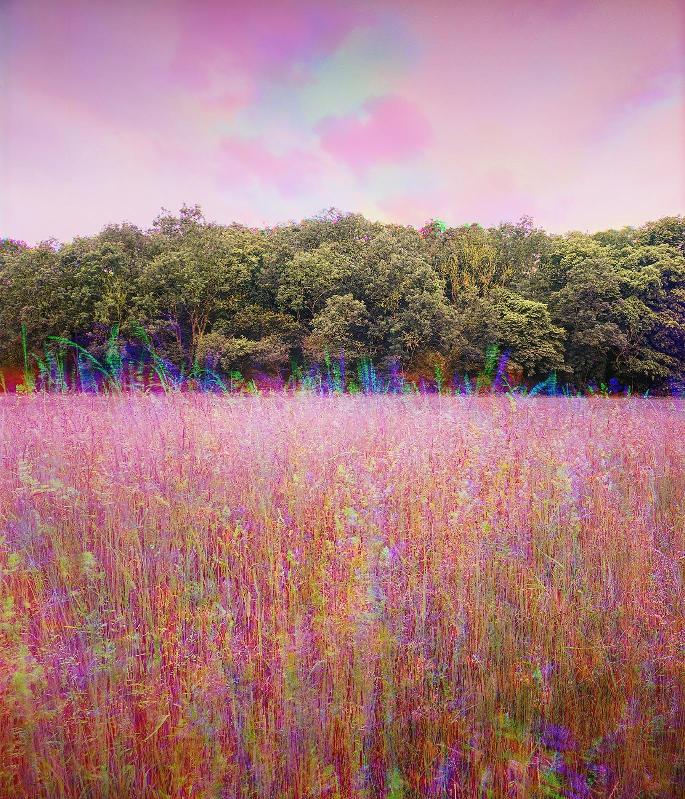 This image depicts a dreamy, ethereal landscape with a strong emphasis on vibrant pink and purple hues. In the foreground, a field of tall, wispy grass stretches towards a dense line of lush green trees that form the middle ground. The sky above is a soft pink, with wispy, colorful clouds that echo the tones of the grass. A glitchy, chromatic aberration effect runs through the image, particularly noticeable in the grass and along the treeline, giving the scene an otherworldly, almost surreal quality. The overall impression is one of natural beauty amplified by a touch of the extraordinary.